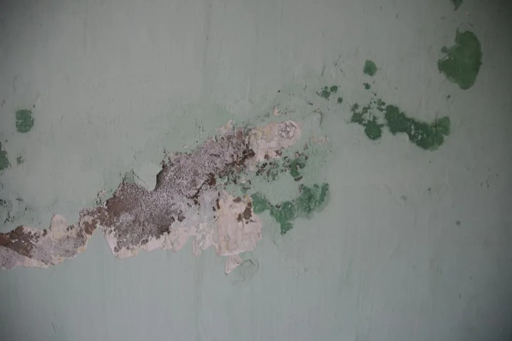 Cloque d'humidité et enduit décollé sur un mur peint clair